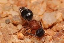 Réf. 350 620 : Smicromyrmini inconnu
